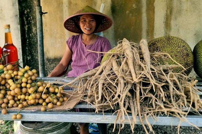 Không tốn tiền giống, người dân Thanh Hóa thu hàng chục triệu từ cây 'tiến vua'