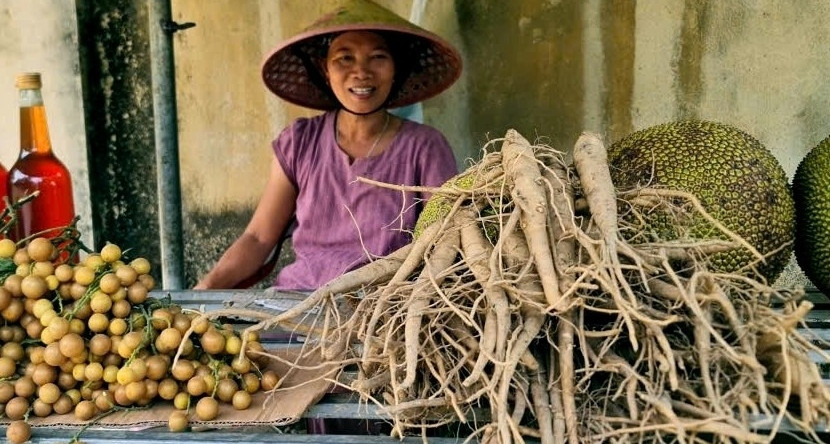 Không tốn tiền giống, người dân Thanh Hóa thu hàng chục triệu từ cây "tiến vua"