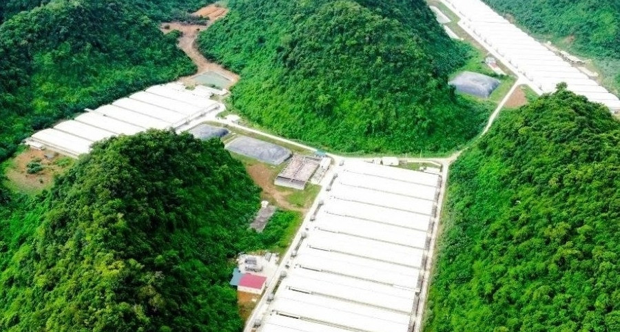 5 người tử vong trong vụ tai nạn tại trang trại lợn ở Thanh Hóa