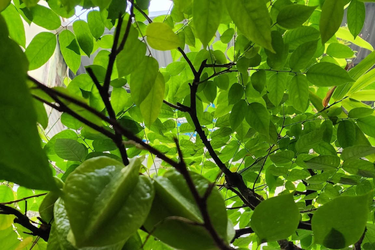 4 công dụng của lá khế