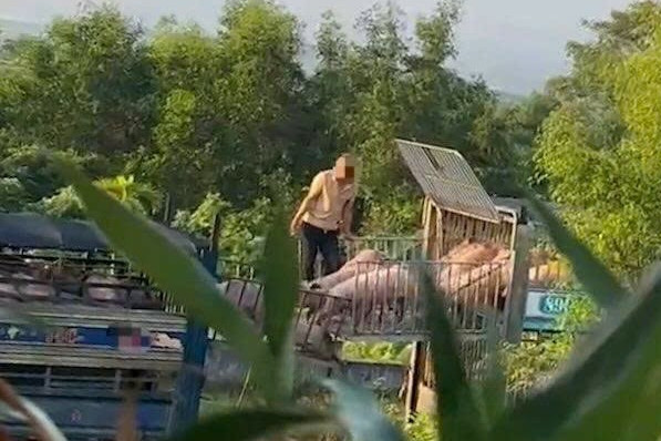 Khởi tố 6 bị can mua bán hơn 250 tấn heo nhiễm bệnh đưa về Quảng Trị tiêu thụ