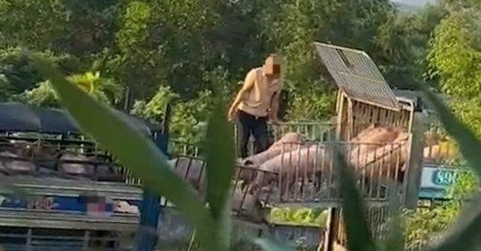 Khởi tố 6 bị can mua bán hơn 250 tấn heo nhiễm bệnh đưa về Quảng Trị tiêu thụ