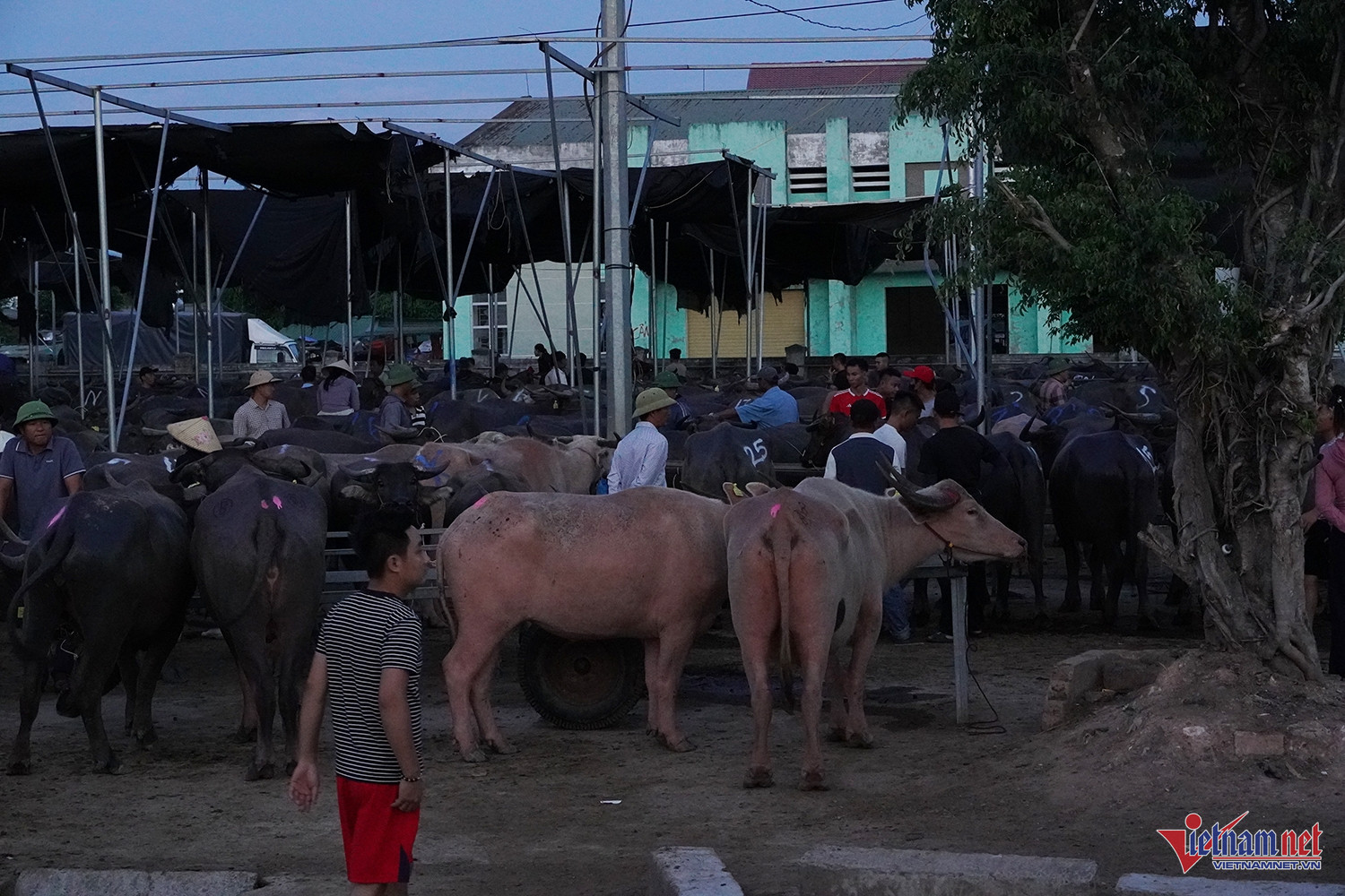 W-chợ ú 5.JPG.jpg