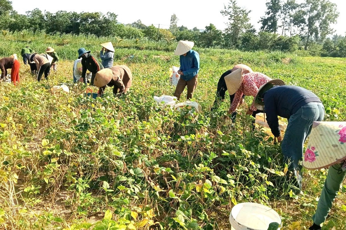 Cha mẹ mải miết tìm con trai mất tích, việc đồng áng được cả thôn thu hoạch giúp