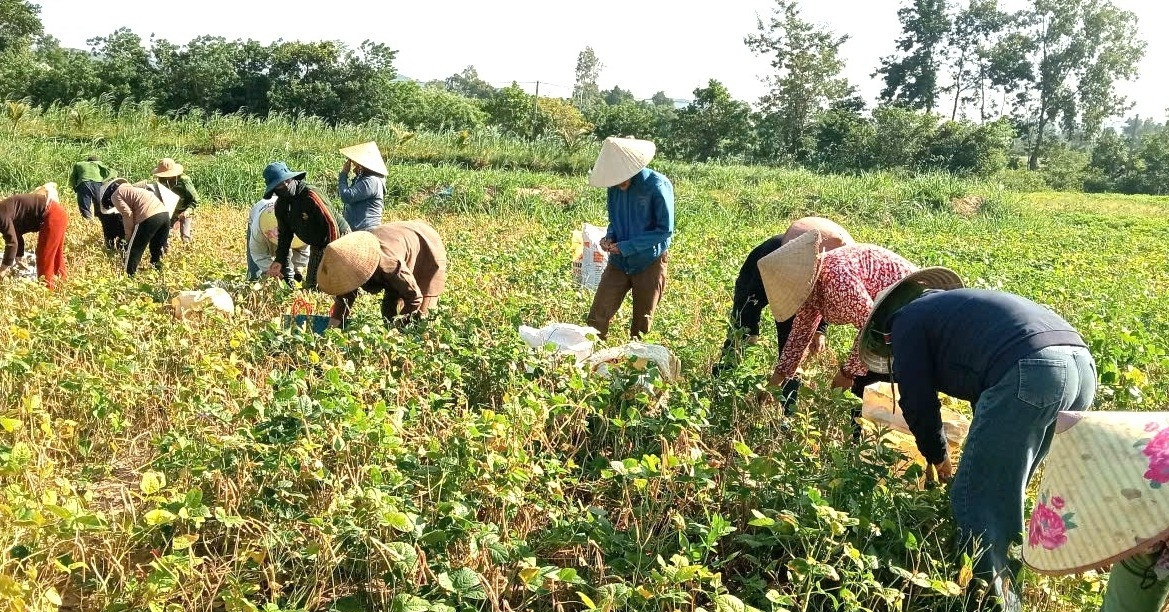 Cha mẹ mải miết tìm con trai mất tích, việc đồng áng được cả thôn thu hoạch giúp