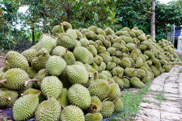 Sầu riêng 17.jpg
