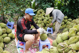 Sầu riêng 2.jpg