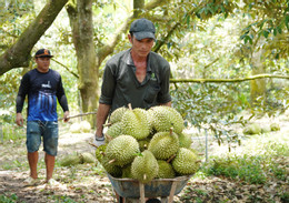 Sầu riêng 4.jpg