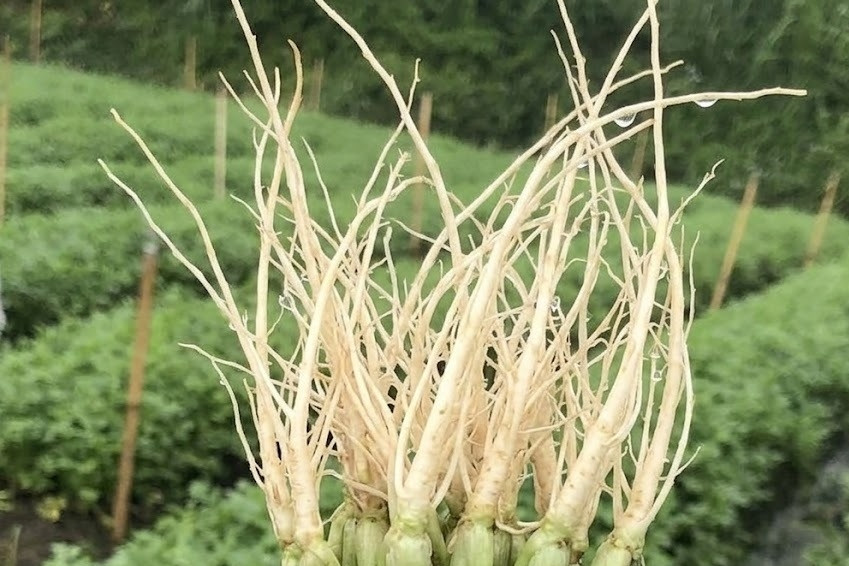 4 loại rễ rau thường bị bỏ đi là vị thuốc bổ trong Đông y