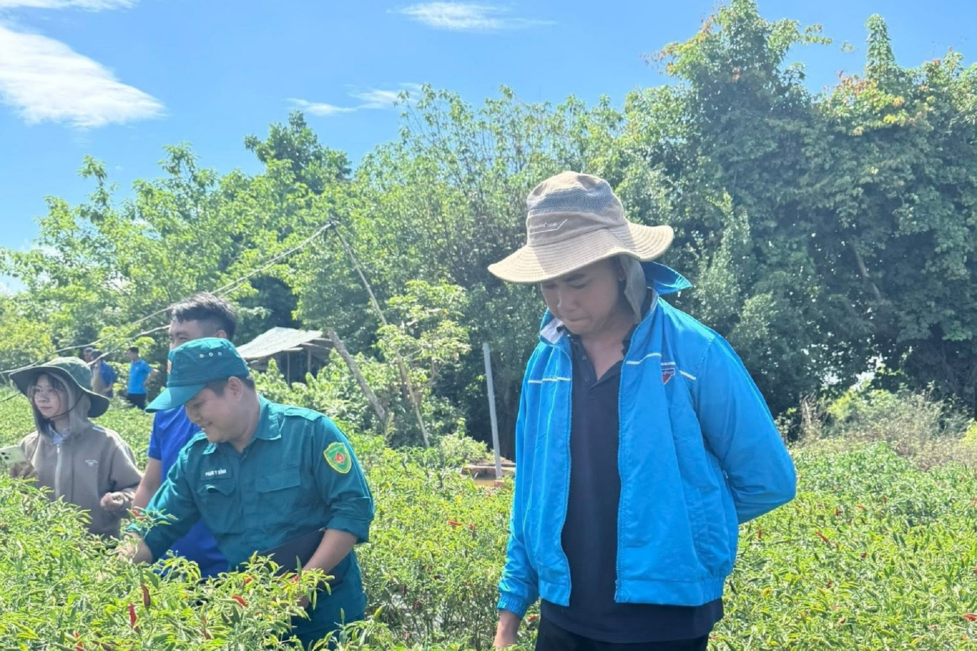 Đưa ớt vùng biên ra thế giới, thanh niên dân tộc Thái thu tiền tỷ