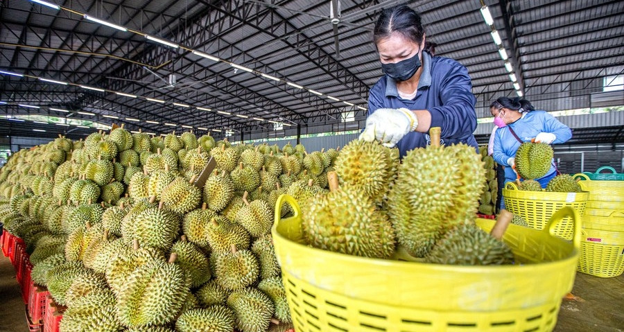 Nguồn cung ‘bùng nổ’ ở thị trường Trung Quốc, giá sầu riêng lao dốc