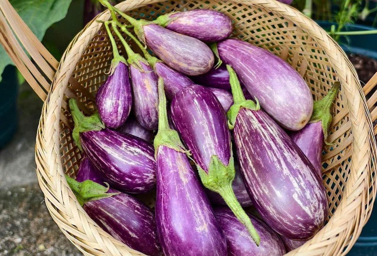Cà tím, thực phẩm vàng giúp kiểm soát đường huyết