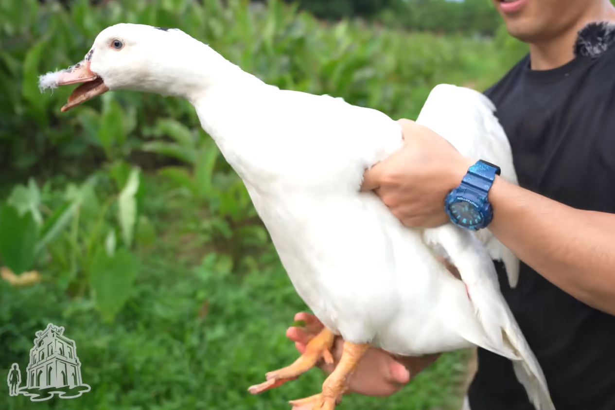 Món 'nửa vịt nửa ngan' có tên gọi lạ lùng là đặc sản của địa phương nào?