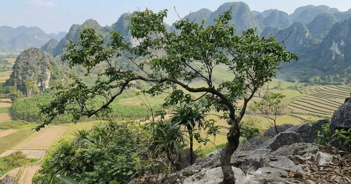 Thanh niên sinh năm 1999 lừa bán cây muội hồng, Công an Hưng Yên tìm bị hại