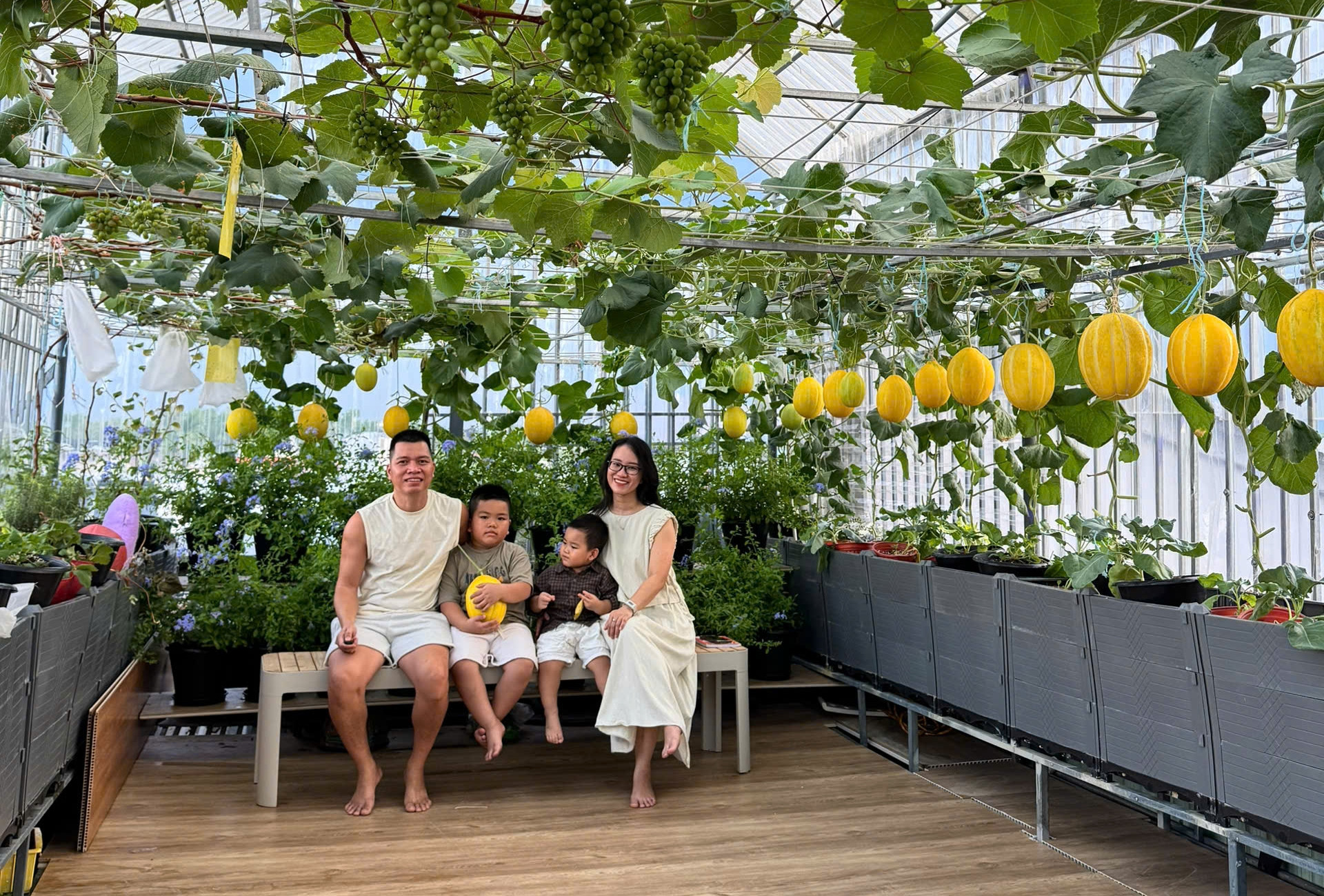 Chồng ở Đà Nẵng làm vườn sân thượng 100m2 tặng vợ, thu hơn 2 tạ trái mỗi mùa