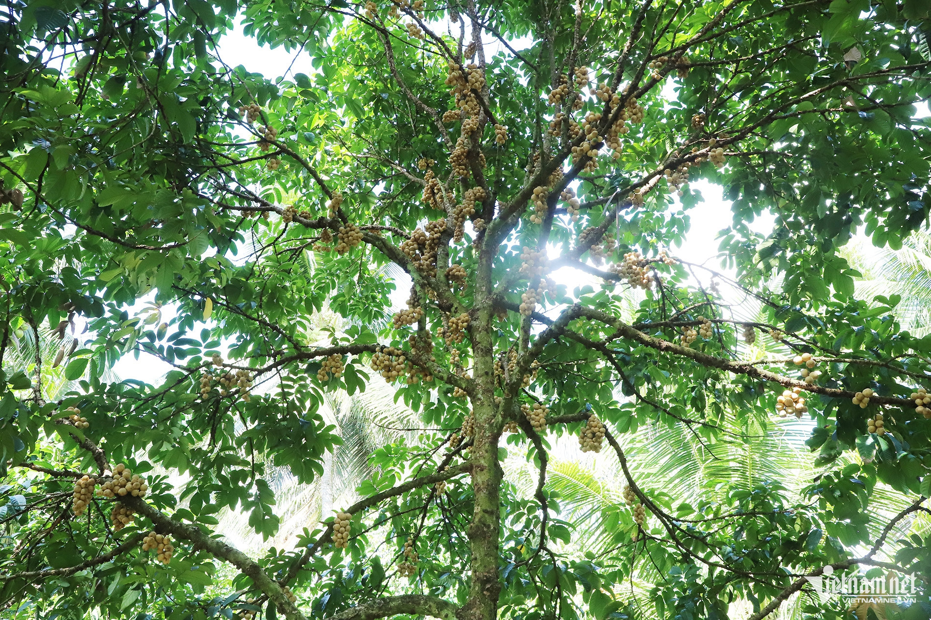 W-Bòn Bon 01.jpg