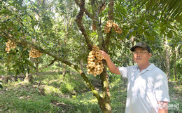W-Vườn bòn bòn.jpg