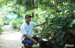 W-Vườn bon bon.jpg