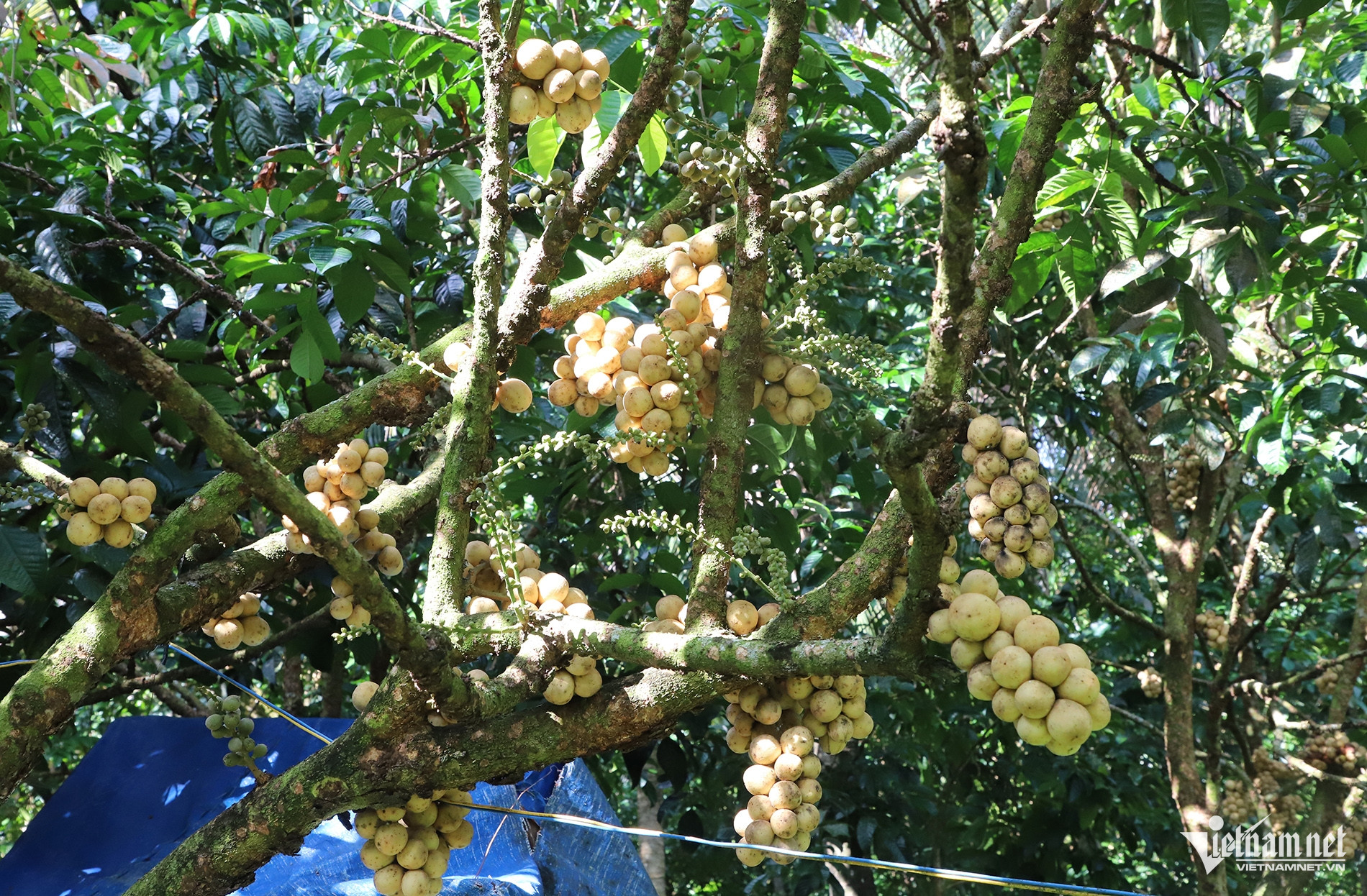 W-Vườn bon bon 4.jpg