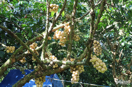 W-Vườn bon bon 4.jpg