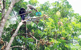W-Vườn bon bon 5.jpg