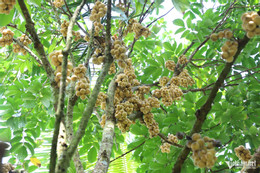 W-Vườn bòn bon 56.jpg