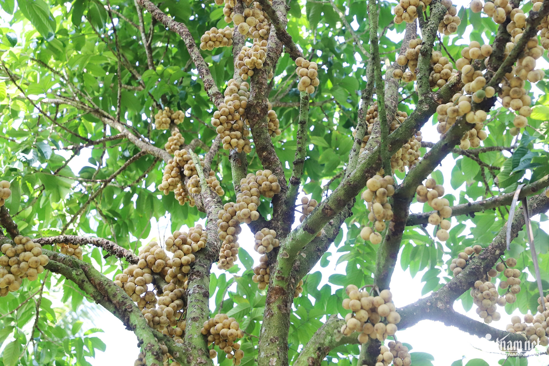 W-Vườn bon bon 98.jpg
