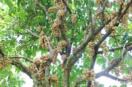 W-Vườn bon bon 98.jpg
