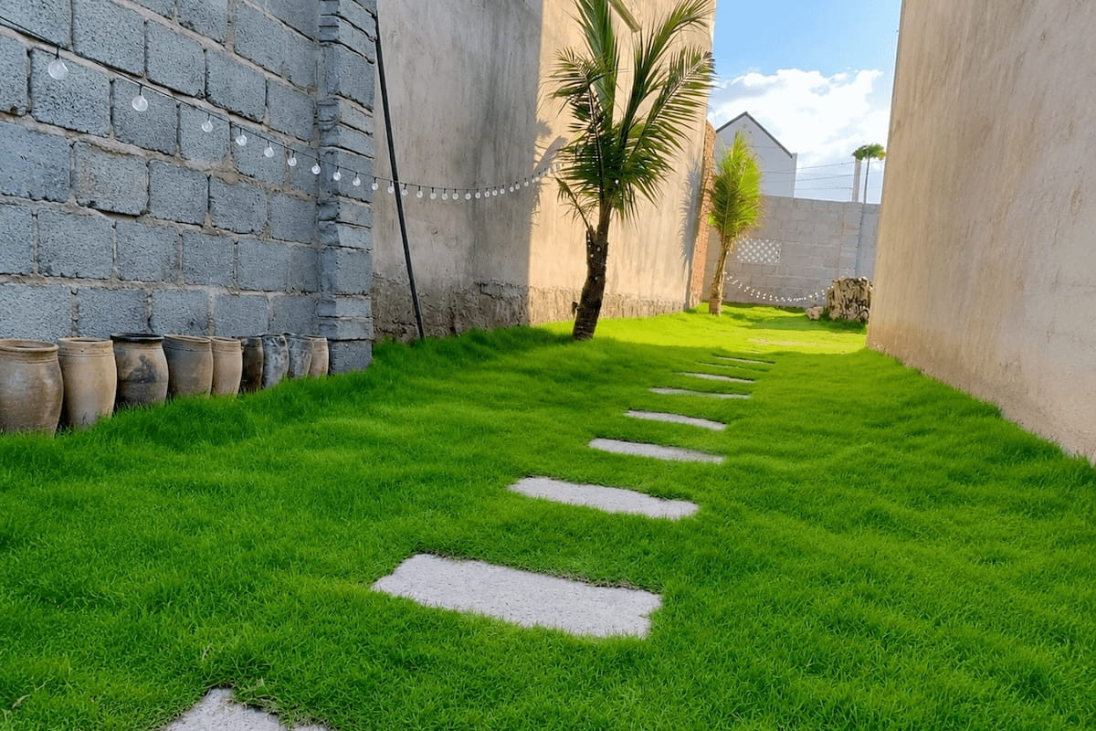 Top 5 loại cỏ trồng sân vườn đẹp, dễ chăm sóc nhất hiện nay