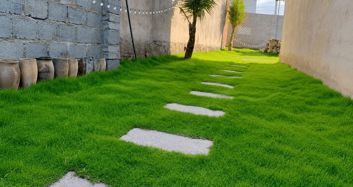 Top 5 loại cỏ trồng sân vườn đẹp, dễ chăm sóc nhất hiện nay