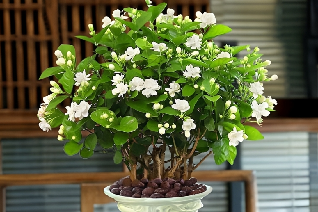 3 loại cây cảnh tỏa hương ngày hè, được cho là thu hút tài lộc cho gia chủ