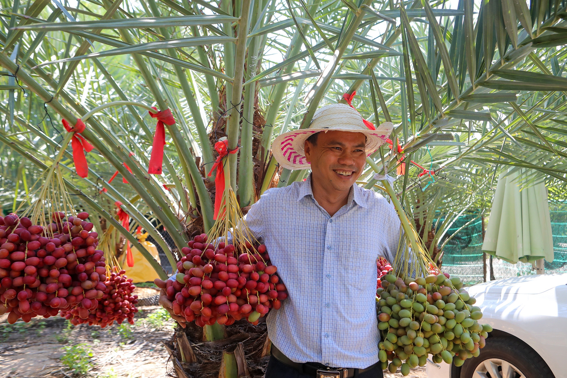 Vườn chà là ‘ngoại’ trĩu quả ở Khánh Hòa, giá hơn nửa triệu đồng/kg