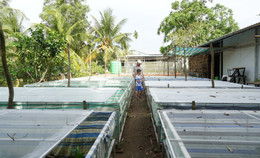 Cà cuống 1.jpg