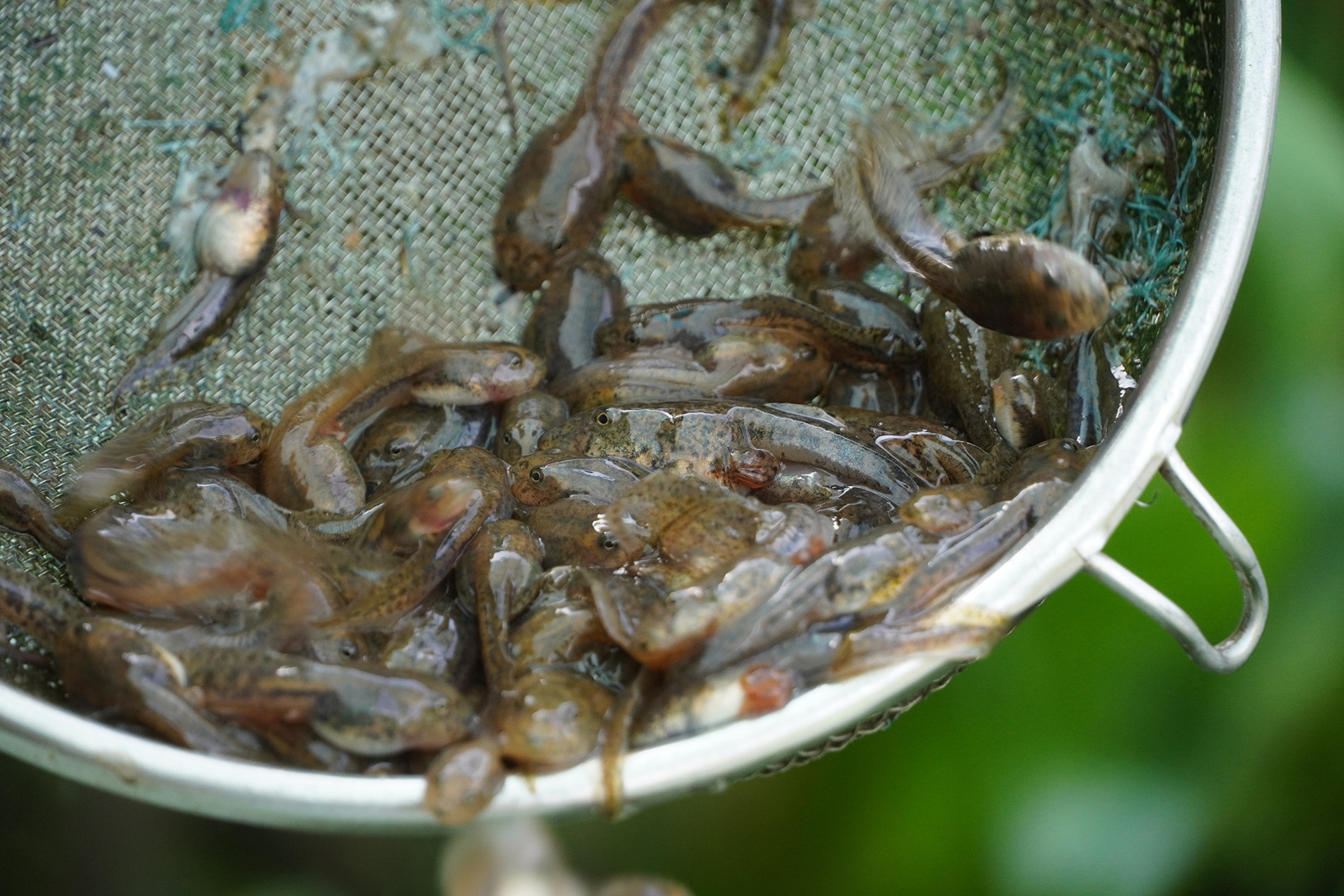 Cà cuống 10.jpg