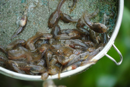 Cà cuống 10.jpg