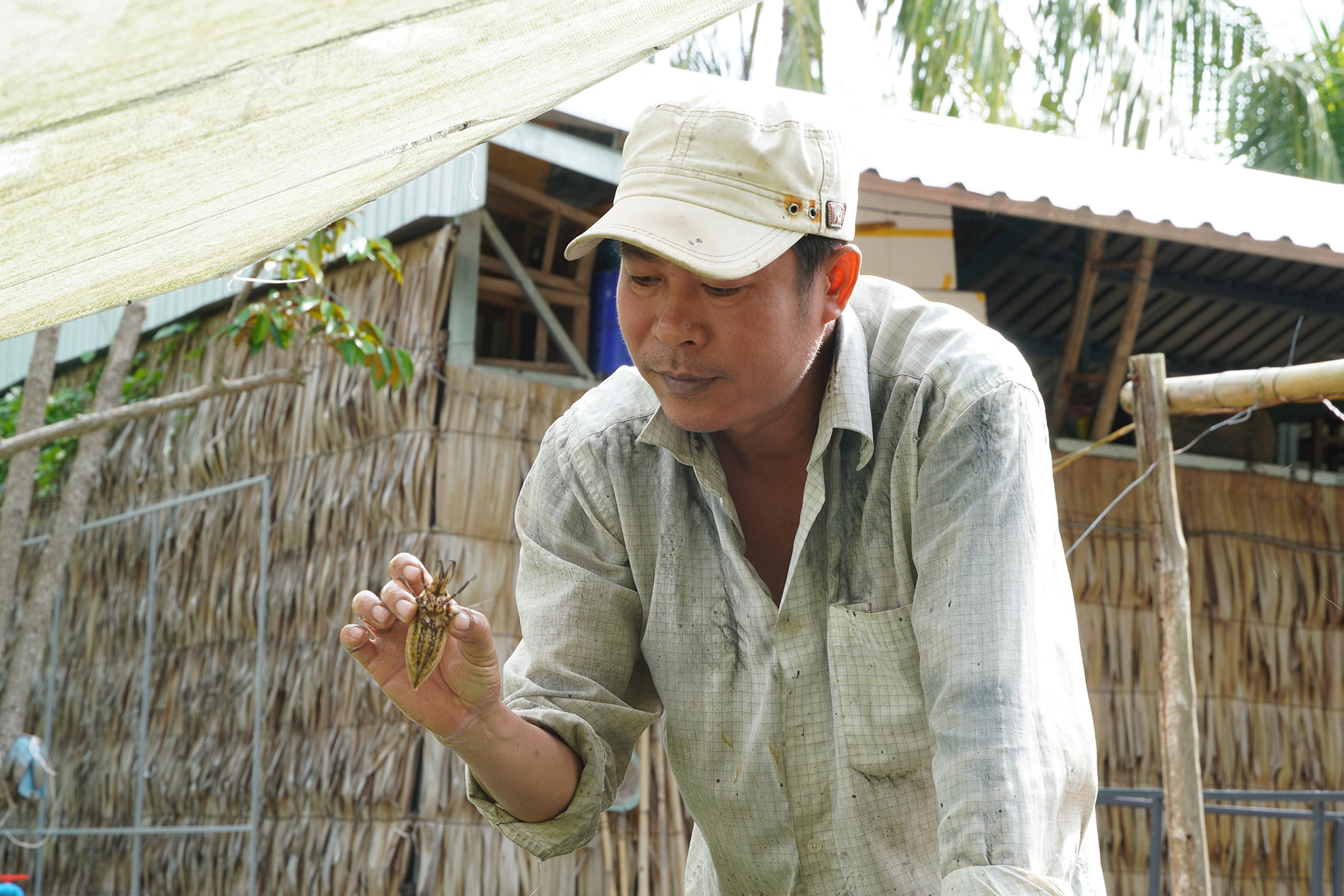 Cà Cuống 13.jpg