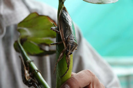 Cà cuống 15.jpg