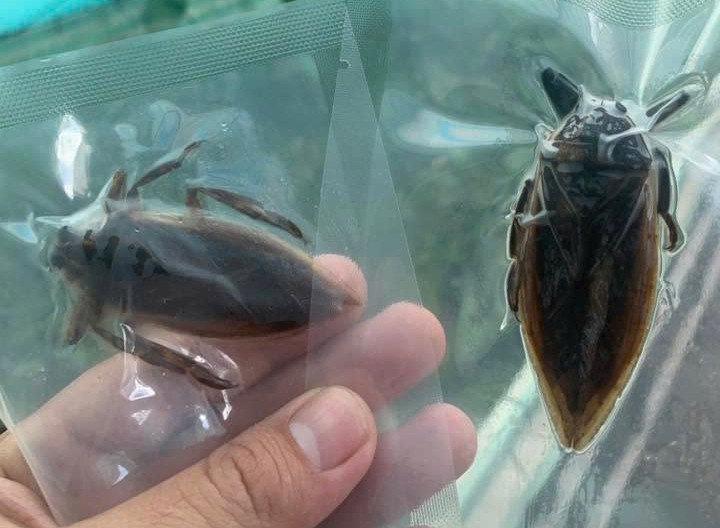 Cà cuống 19.jpg
