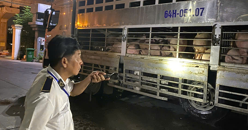 Chặn 3 xe chở lợn vào TPHCM, tiêu hủy hơn 35 tấn vì nhiễm chất cấm và dịch bệnh