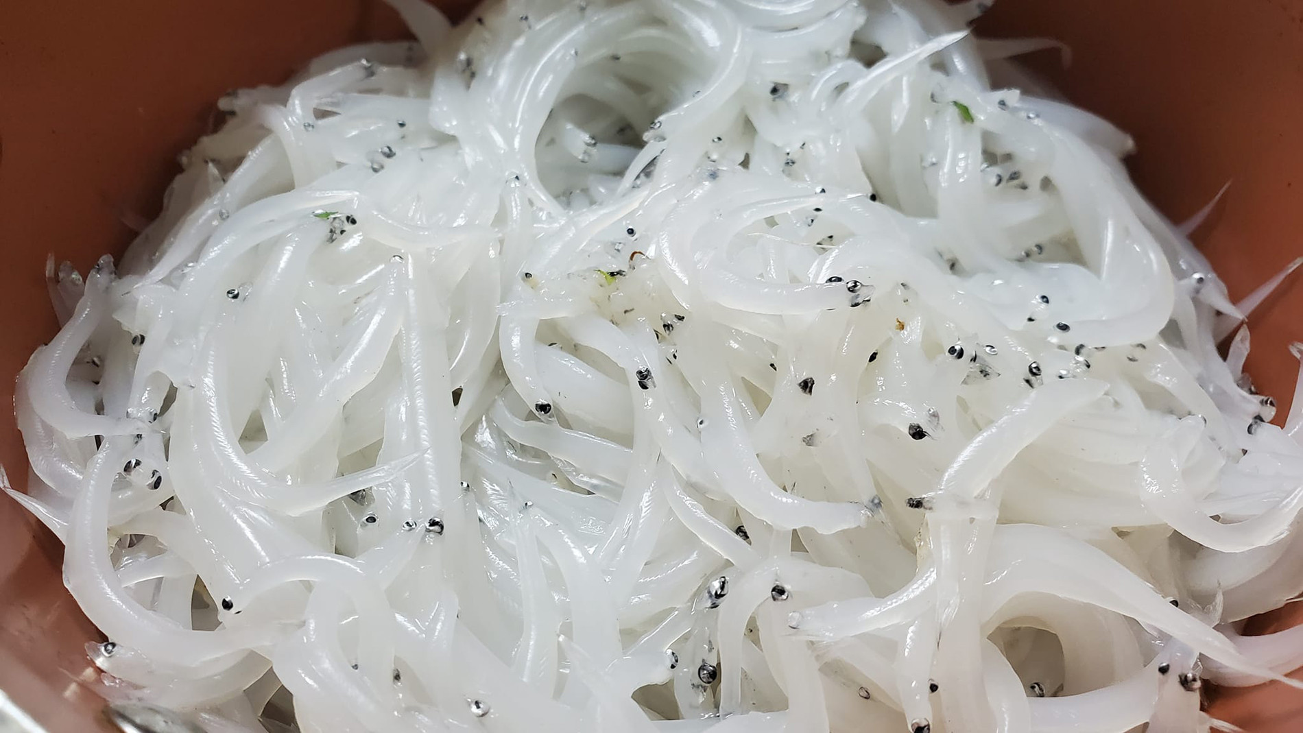 Loại Cá 'Lạ Nhất Hành Tinh', Biết Chạy Nhảy, Leo Cây Là Đặc Sản Ở Đâu Việt Nam? 11 Ca Ngan Song Anh Dc 389