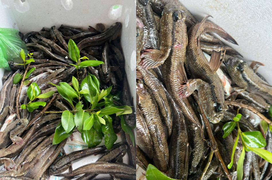 Loại Cá 'Lạ Nhất Hành Tinh', Biết Chạy Nhảy, Leo Cây Là Đặc Sản Ở Đâu Việt Nam? 10 Ca Thoi Loi Vua Cua Dang Quan 388