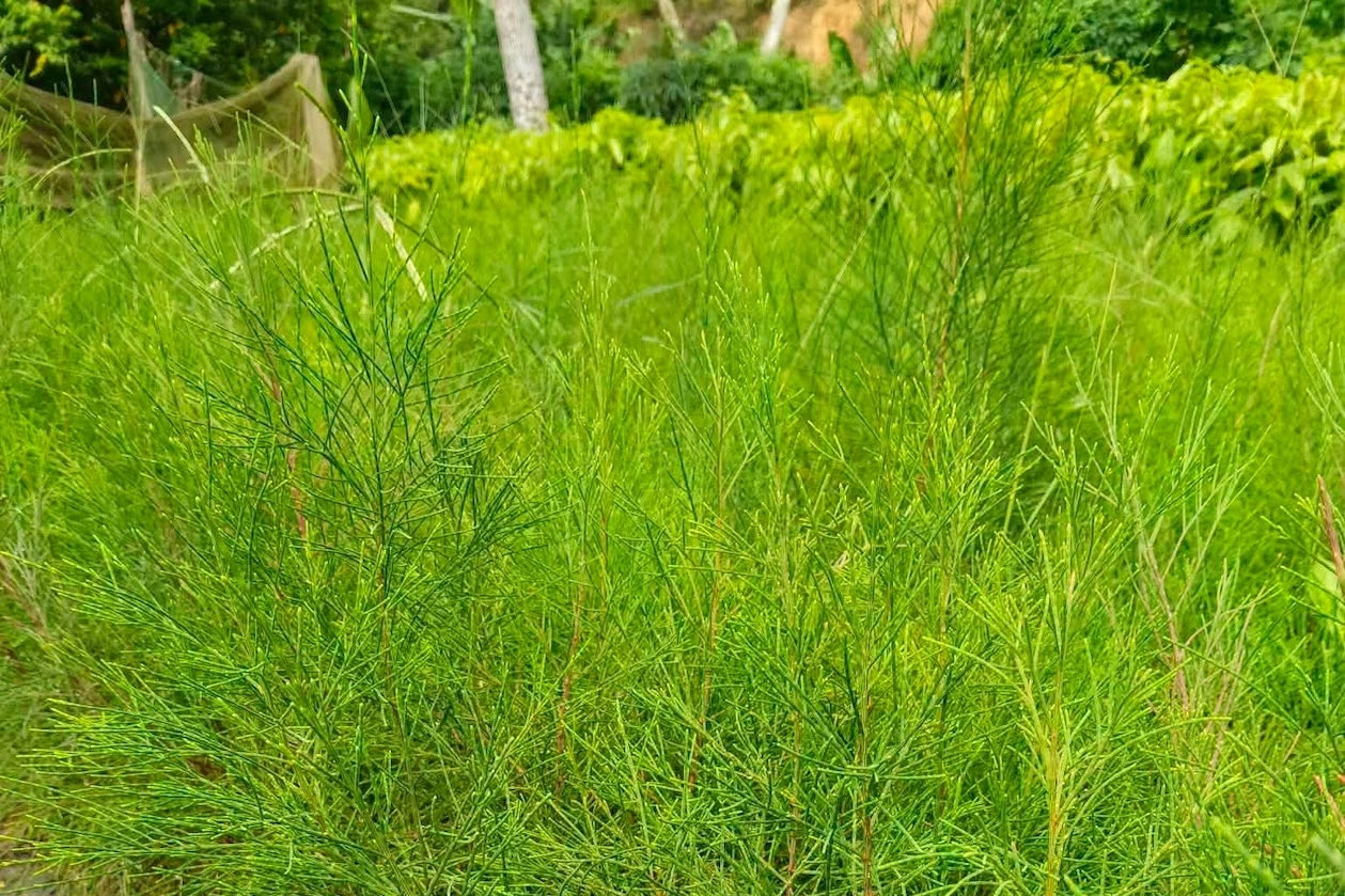 Công dụng y học bất ngờ của loài cây chắn gió, giữ cát ven biển