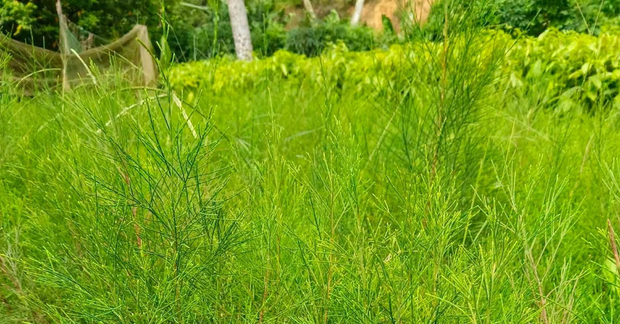Công dụng y học bất ngờ của loài cây chắn gió, giữ cát ven biển