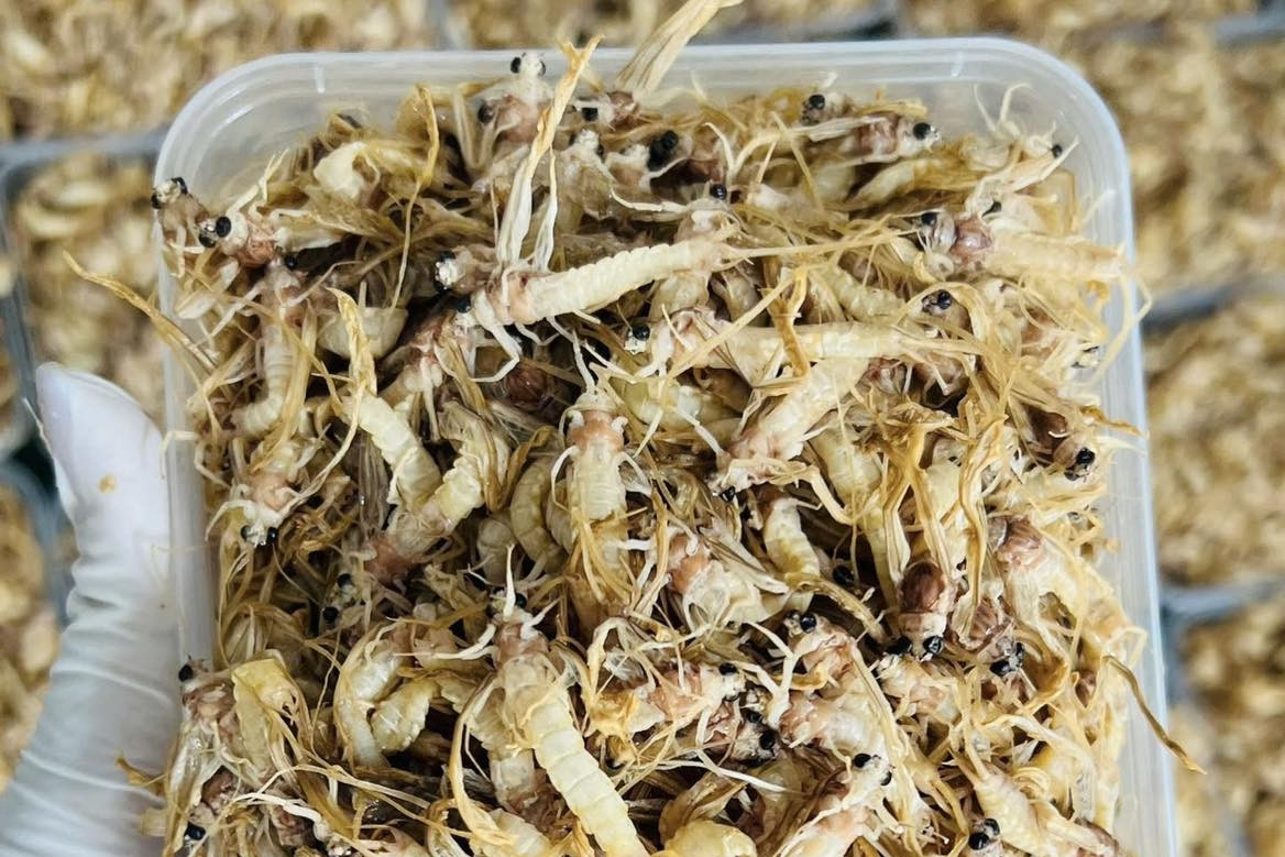 Đặc sản nào ở Hà Nội có vòng đời ngắn chỉ 1 tiếng, rán trứng hoặc rang đều ngon?