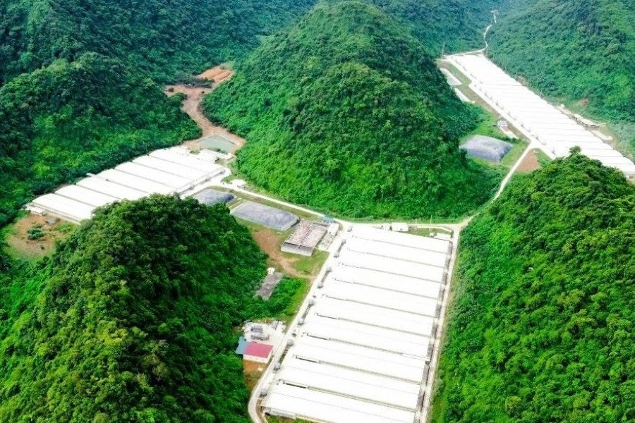 Khởi tố vụ án liên quan 5 người tử vong tại trại lợn ở Thanh Hóa