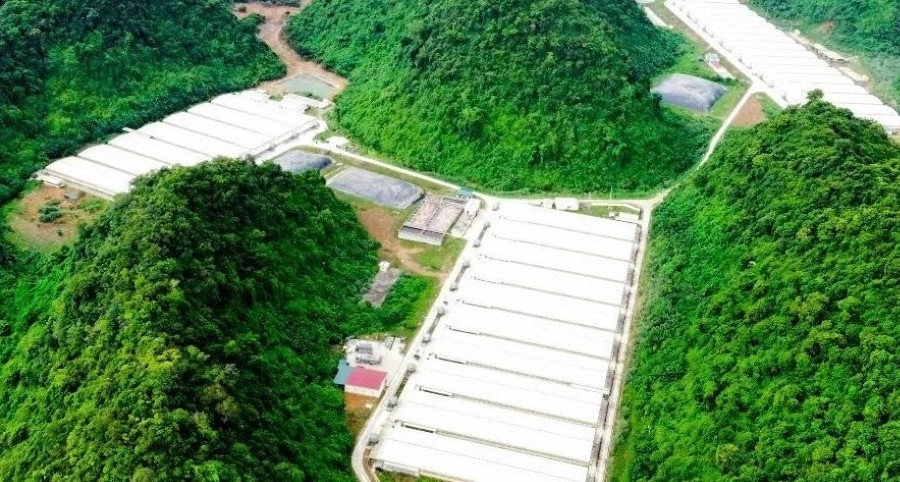 Khởi tố vụ án liên quan vụ 5 người tử vong tại trại lợn ở Thanh Hóa