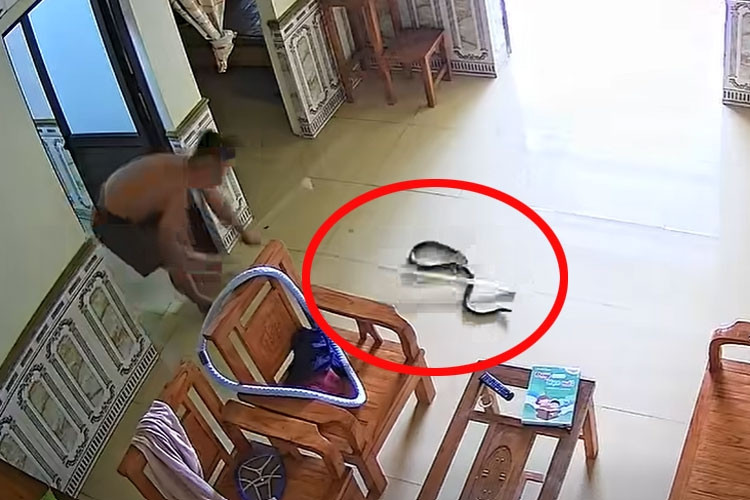 Rắn rơi từ điều hòa xuống phòng ngủ, người phụ nữ ở Phú Thọ hét thất thanh