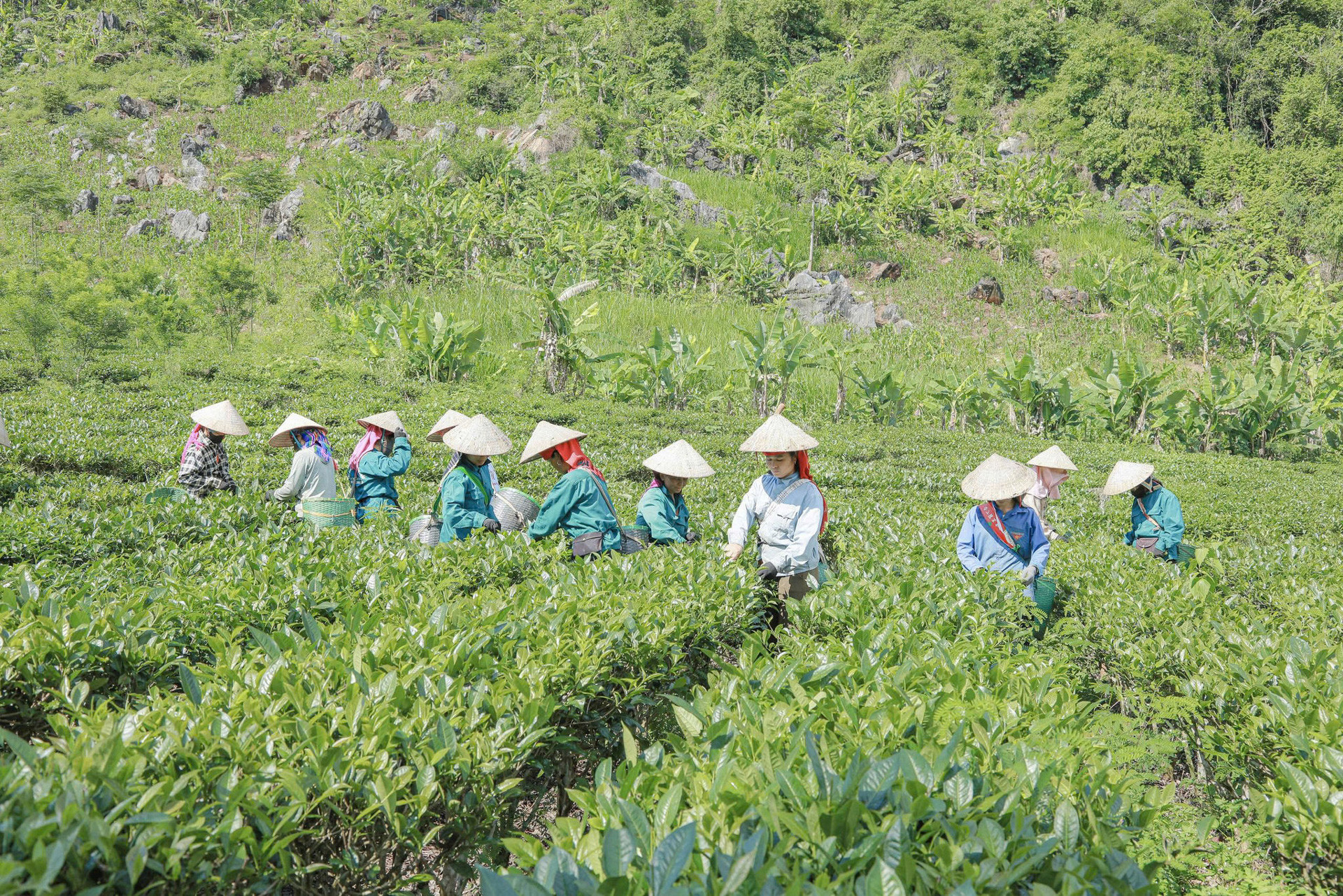 cheHoangQuy.jpg