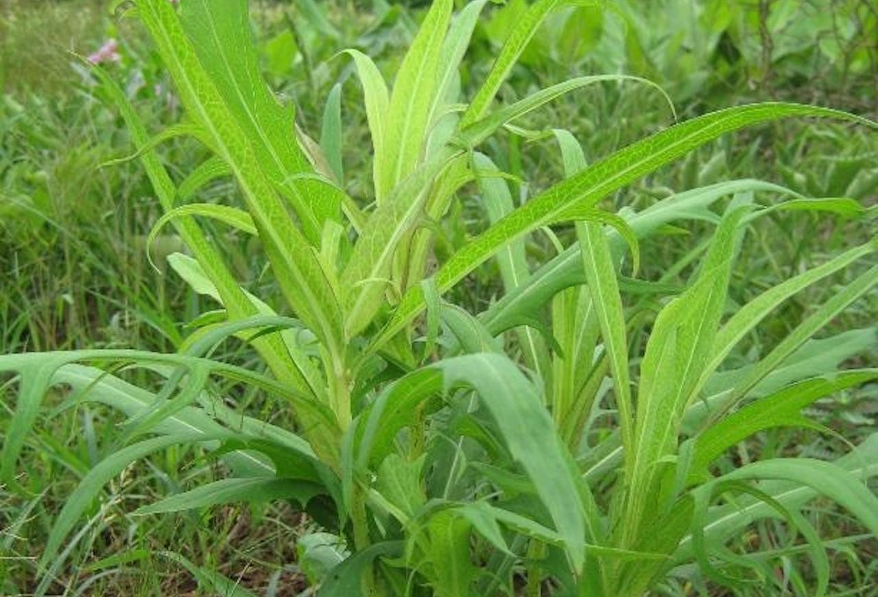 Tác dụng của cây bồ công anh với người mắc tiểu đường