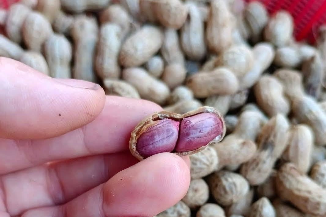 Loại hạt được ca ngợi ‘vua dinh dưỡng’ nhưng 2 nhóm người nên tránh xa